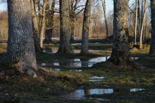 Kördi ©Nahkanuia