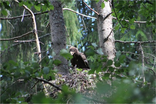 Nahkanuia väike-konnakotkas ©Urmas Abel