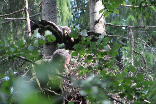 Nahkanuia väike-konnakotkas ©Urmas Abel