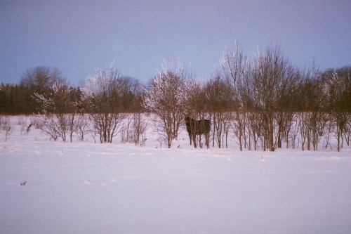 Põder köögiakna all ©Nahkanuia