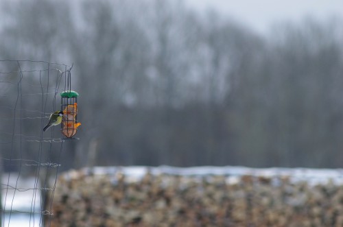 Tihane ja rasvapallid ©Nahkanuia