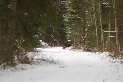 Põder Vardja teel ©Nahkanuia