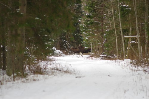 Põdrad Vardja teel ©Nahkanuia