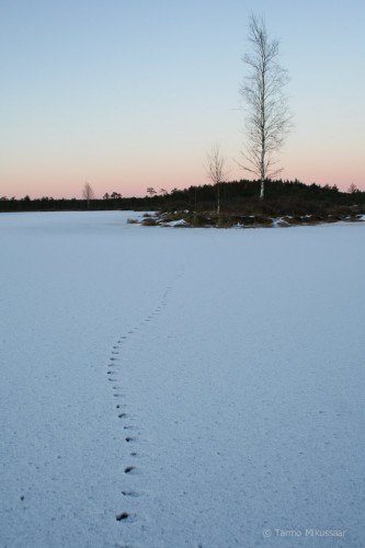 Jämetsarve laugas @Tarmo Mikussaar