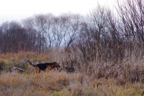 Hinckus ja rebane ©Nahkanuia