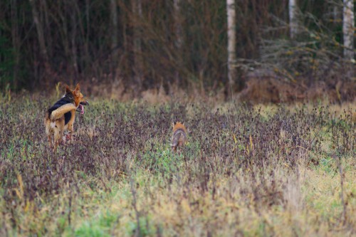 Hinckus ja rebane ©Nahkanuia